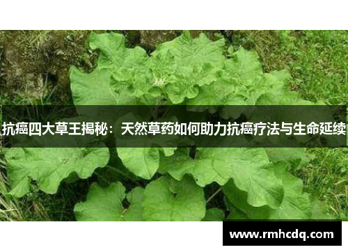 抗癌四大草王揭秘：天然草药如何助力抗癌疗法与生命延续