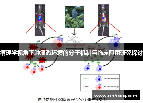 病理学视角下肿瘤微环境的分子机制与临床应用研究探讨